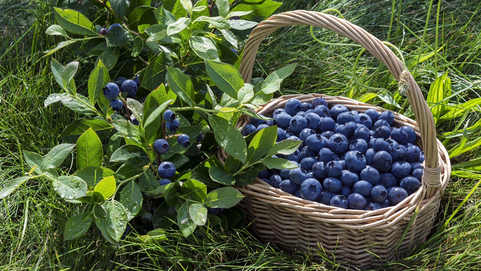 Image Leaf Blueberries Wicker basket Food Grass 1920x1080