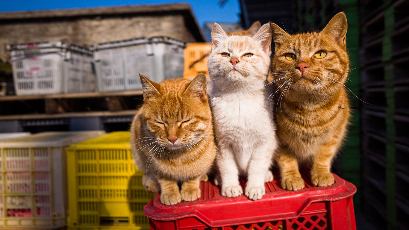 壁紙 1366x768 飼い猫 三 3 オレンジ色動物 動物 ダウンロード 写真