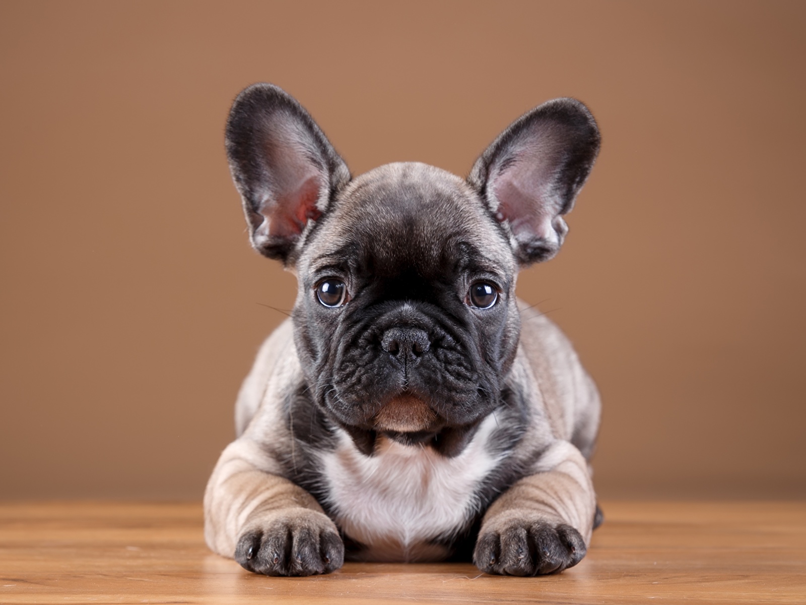 Images Puppies French Bulldog Dog Paws Animals 1600x1200