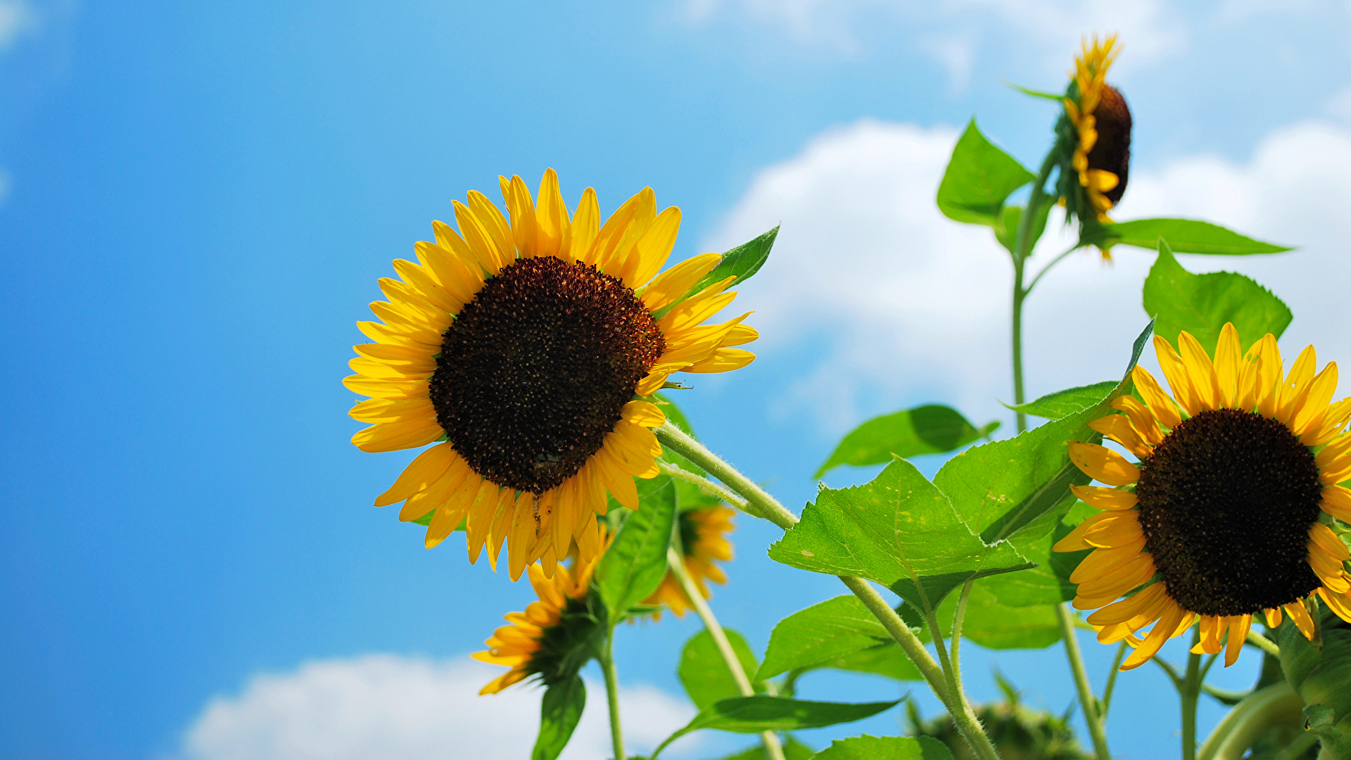 Photo Sky flower Helianthus 1920x1080