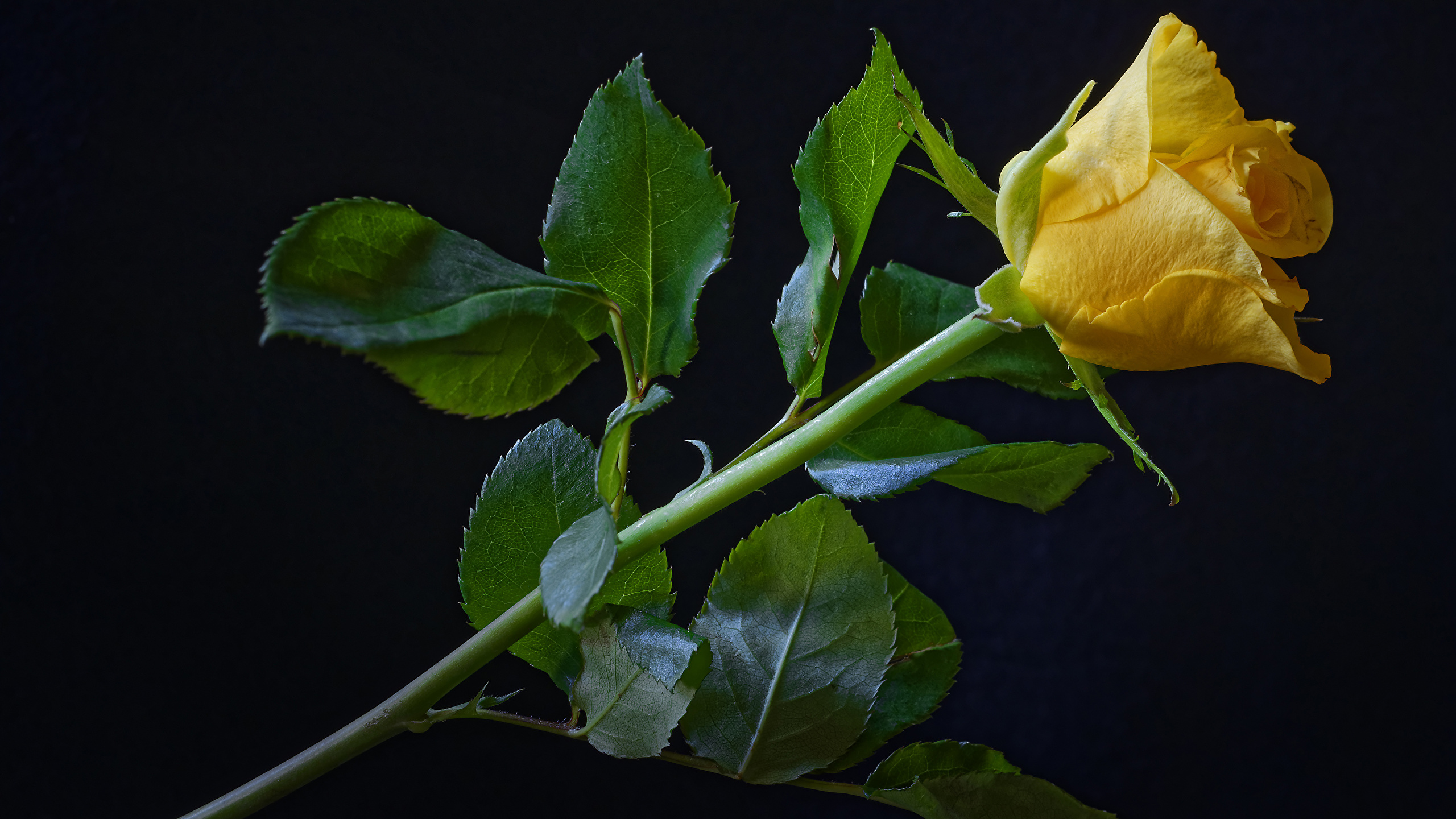 Desktop Wallpapers Roses Yellow Flowers Closeup Black 2560x1440