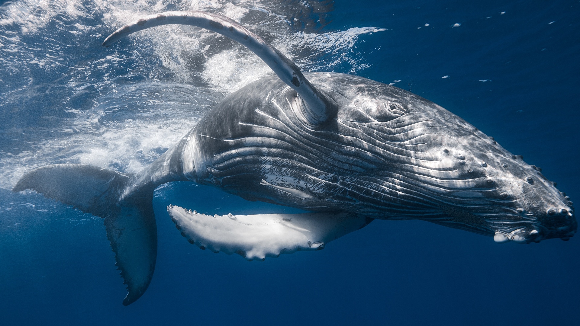 壁紙 19x1080 クジラ Humpback Whale 動物 ダウンロード 写真