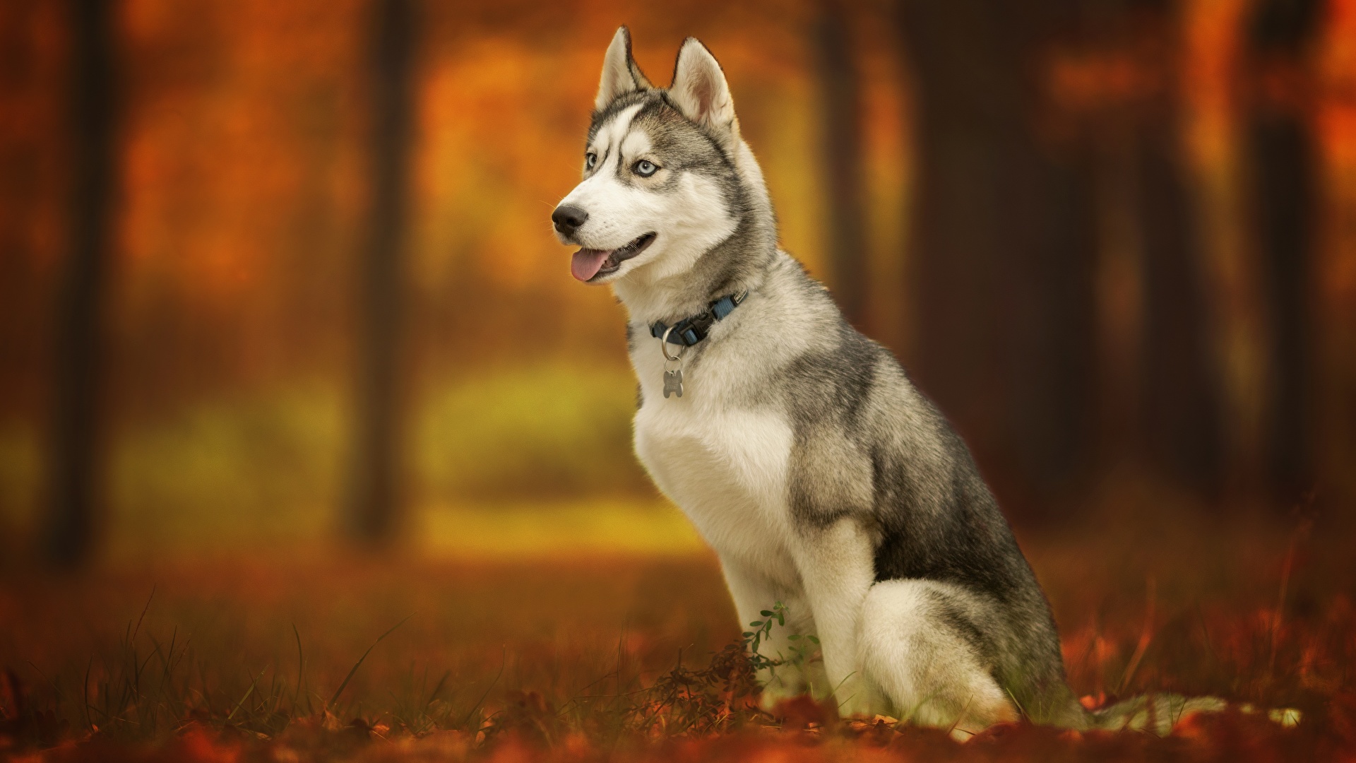 Siberian husky 1080P, 2K, 4K, 5K HD wallpapers free download | Wallpaper  Flare