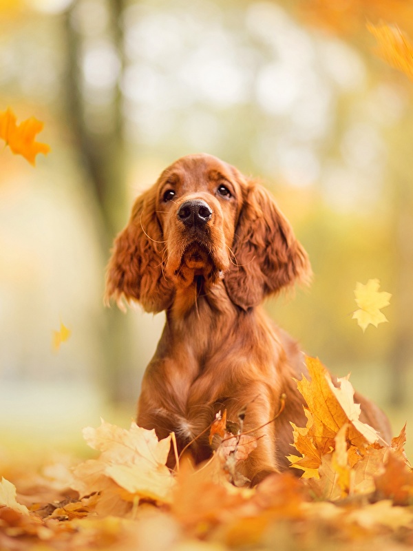 壁紙 600x800 イヌ 秋 English Cocker Spaniel 木の葉 スパニエル 動物 ダウンロード 写真