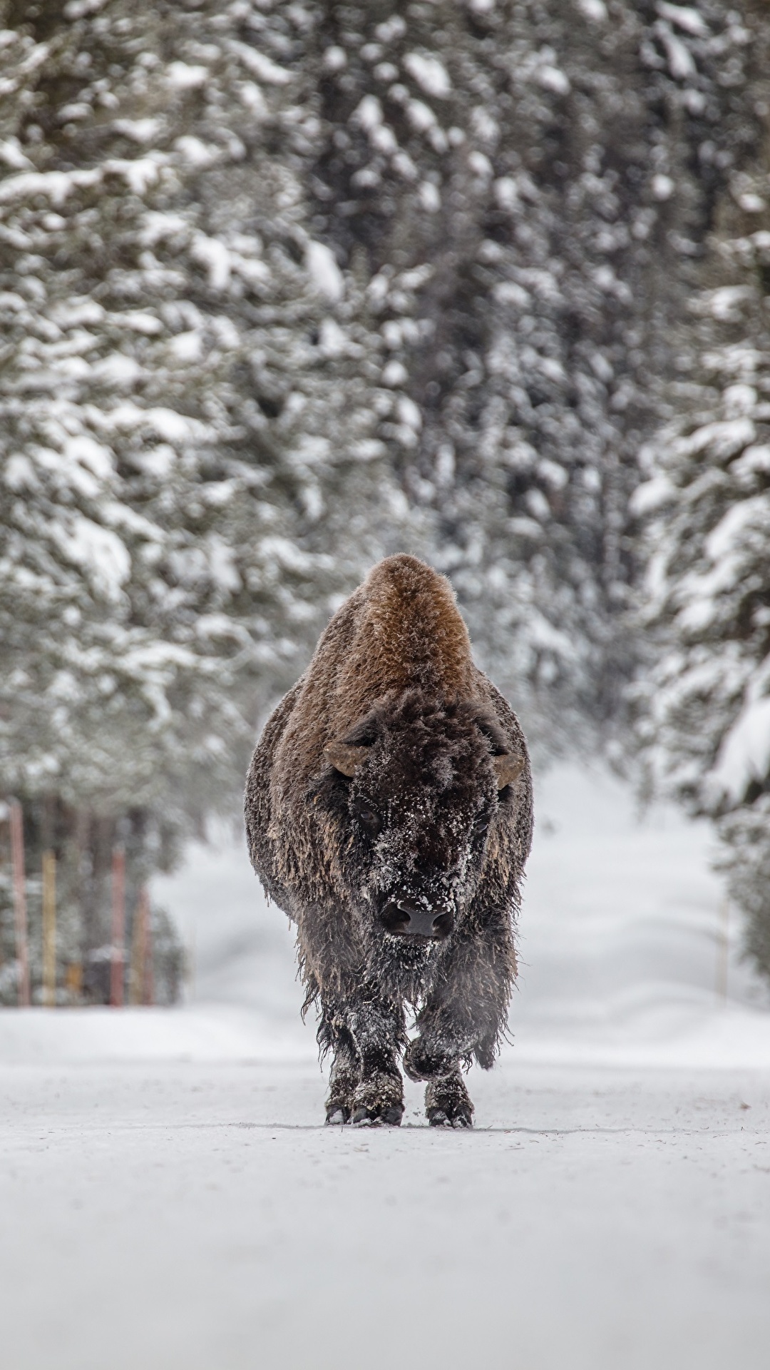 Desktop Wallpapers American bison Winter Snow forest 1080x1920