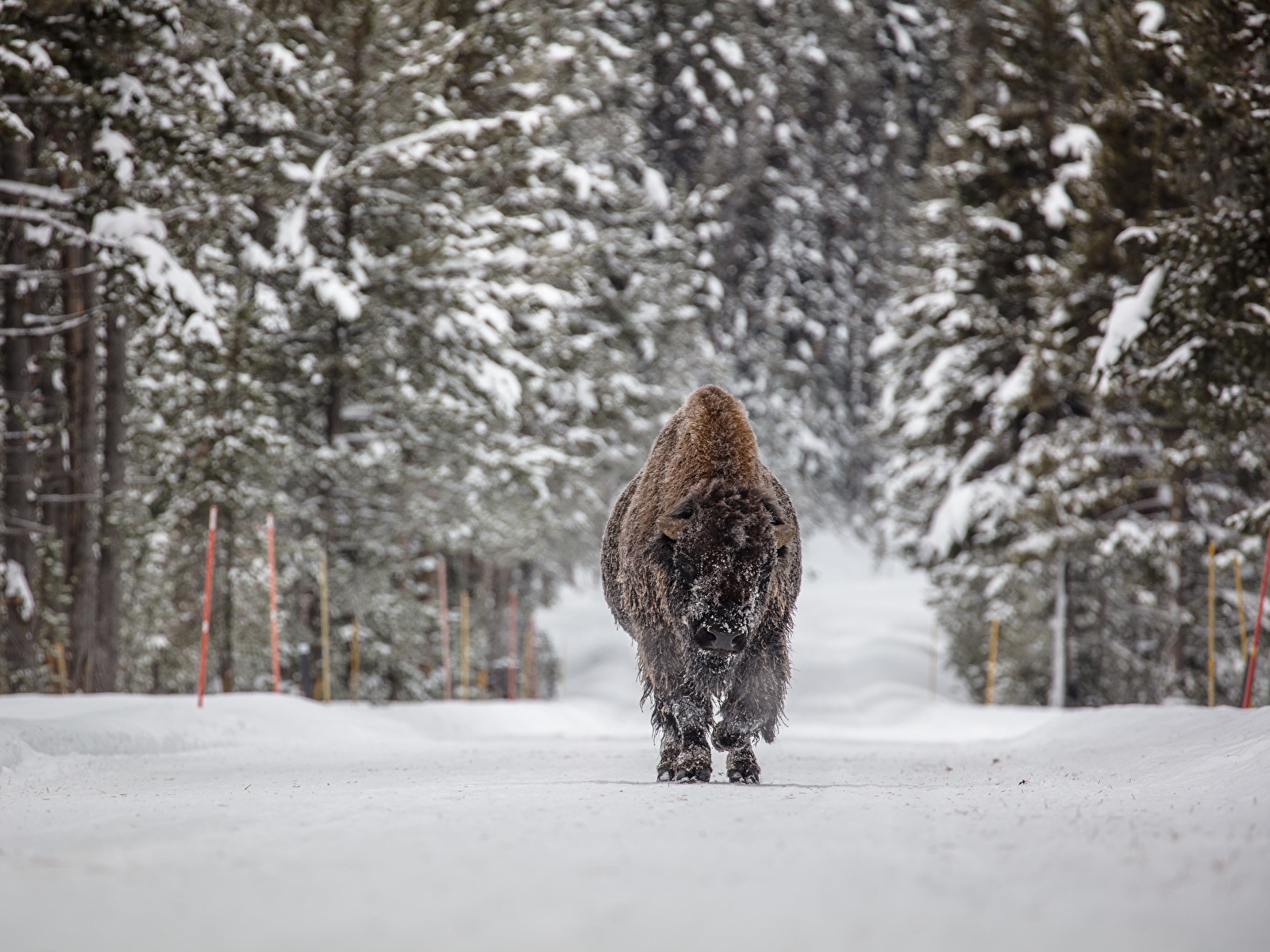 Llegó el invierno Forests_Winter_American_bison_Snow_557618_1600x1200