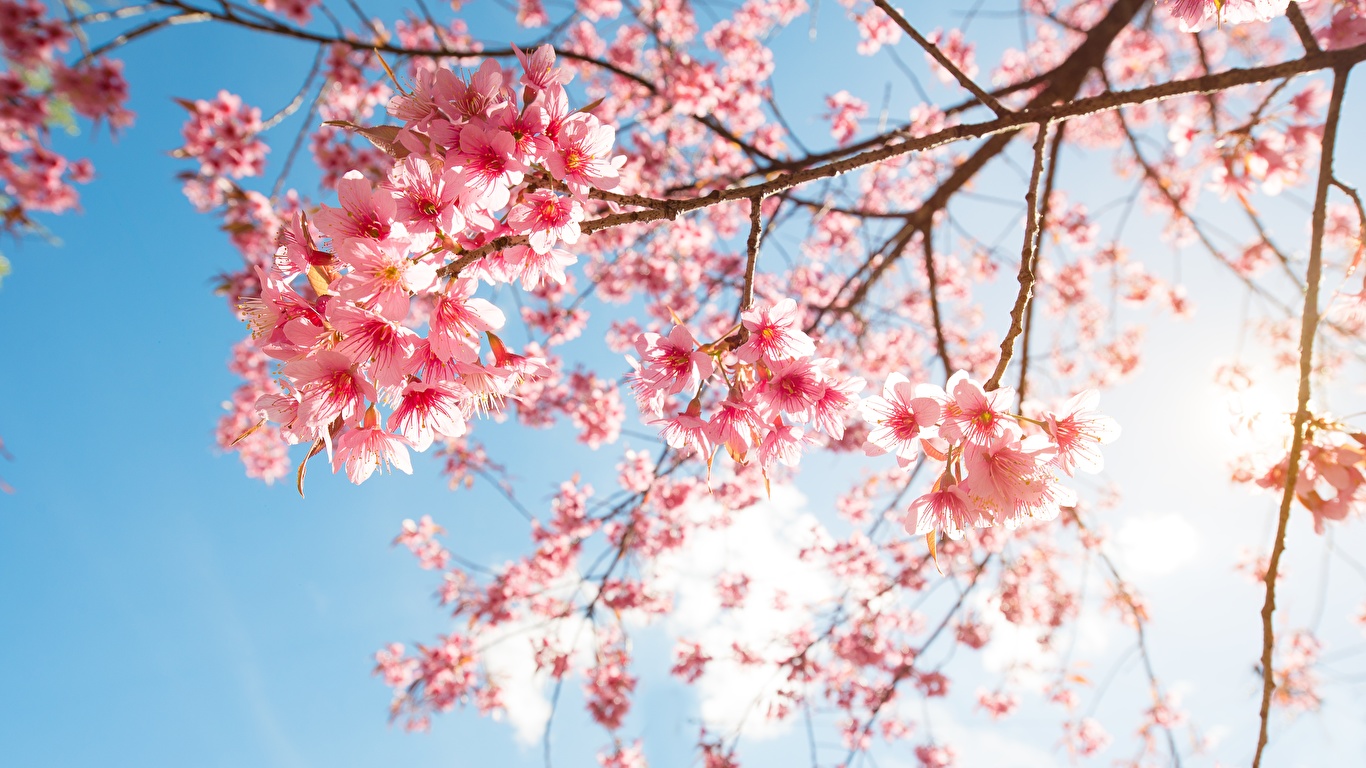 Desktop Wallpapers Sakura Nature Branches Flowering trees 1366x768