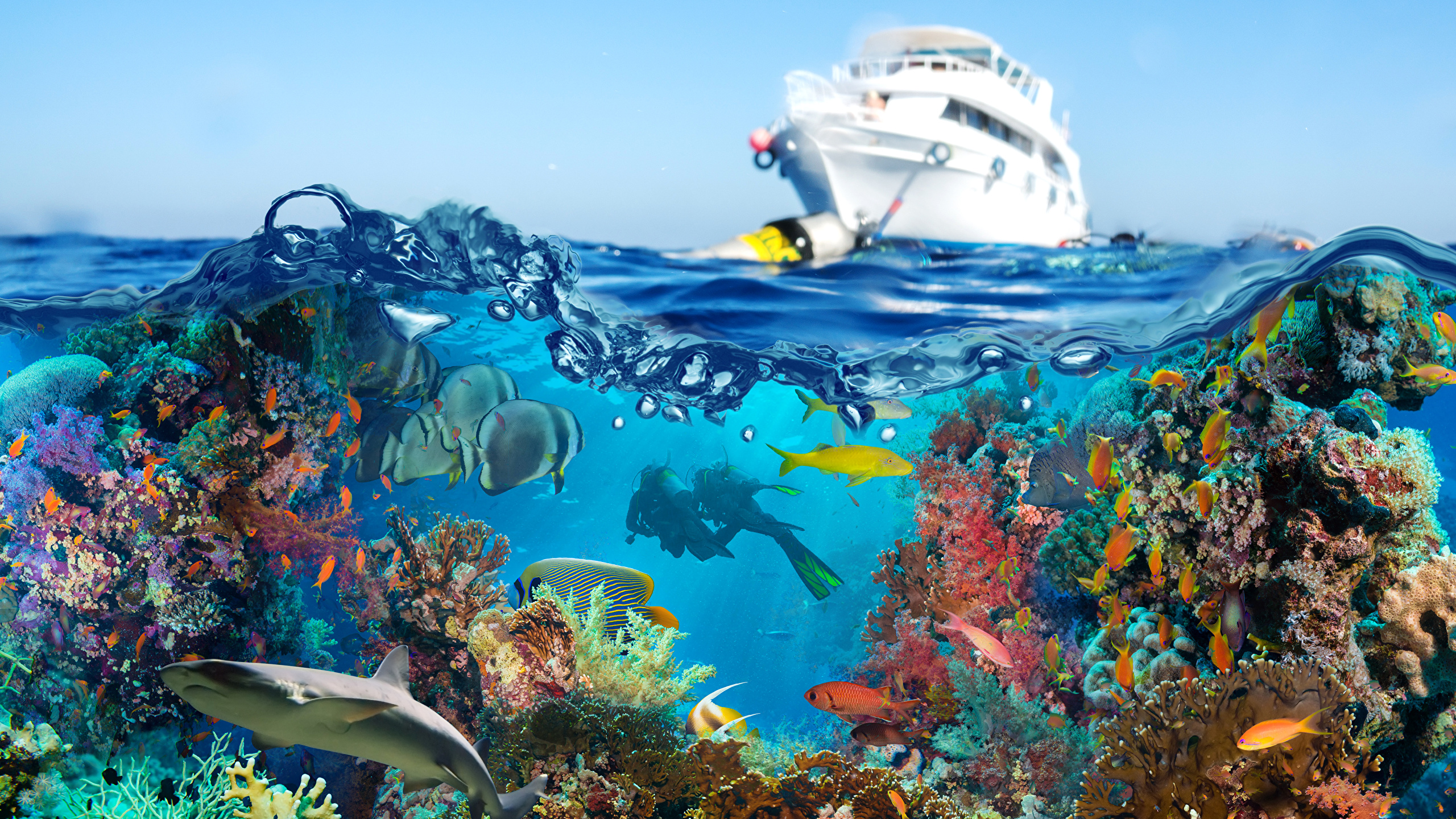 壁紙 2560x1440 アンダーウォーターワールド サンゴ 魚類 ヨット ダイビング 動物 ダウンロード 写真