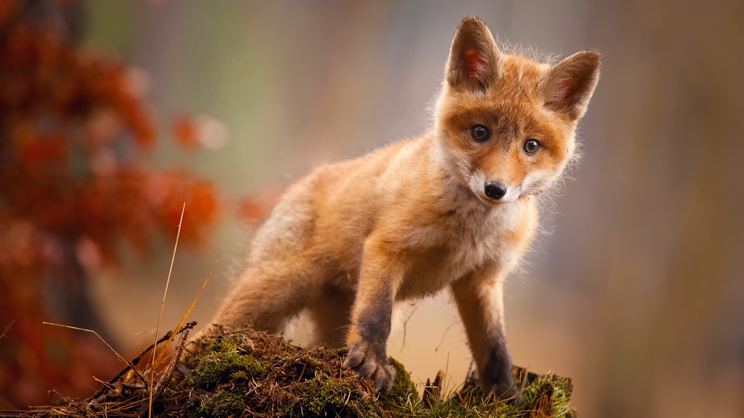 Papel de Parede Animais Raposas Fofas