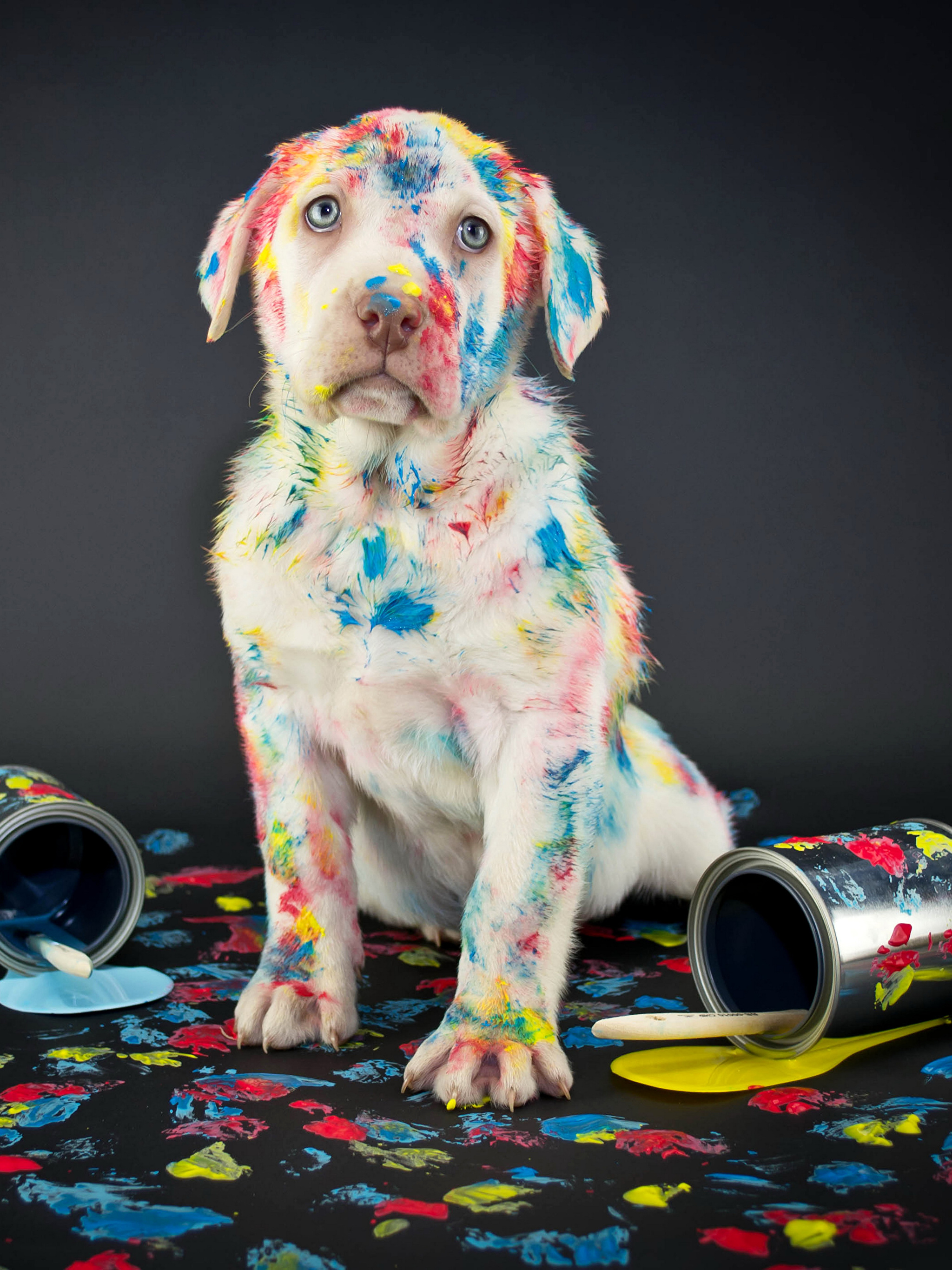 Пес с длинным носом. Dogsbot in. Dogsbot in. Золотистый ретривер с поводком. Dogsbot in.