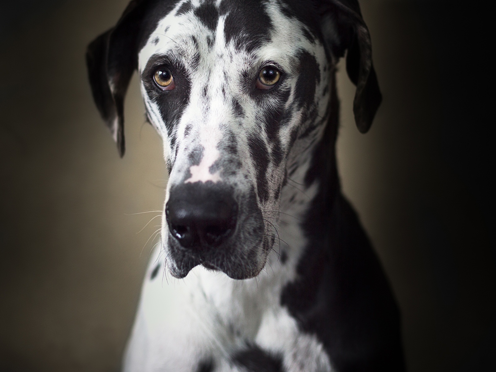 Photo Great Dane Dogs Snout Glance animal 1600x1200