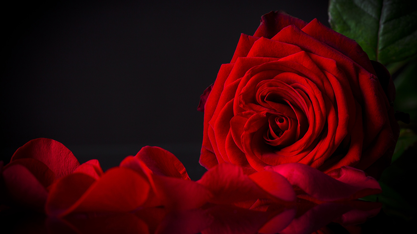 Fonds Decran 1366x768 Roses En Gros Plan Fond Noir Rouge
