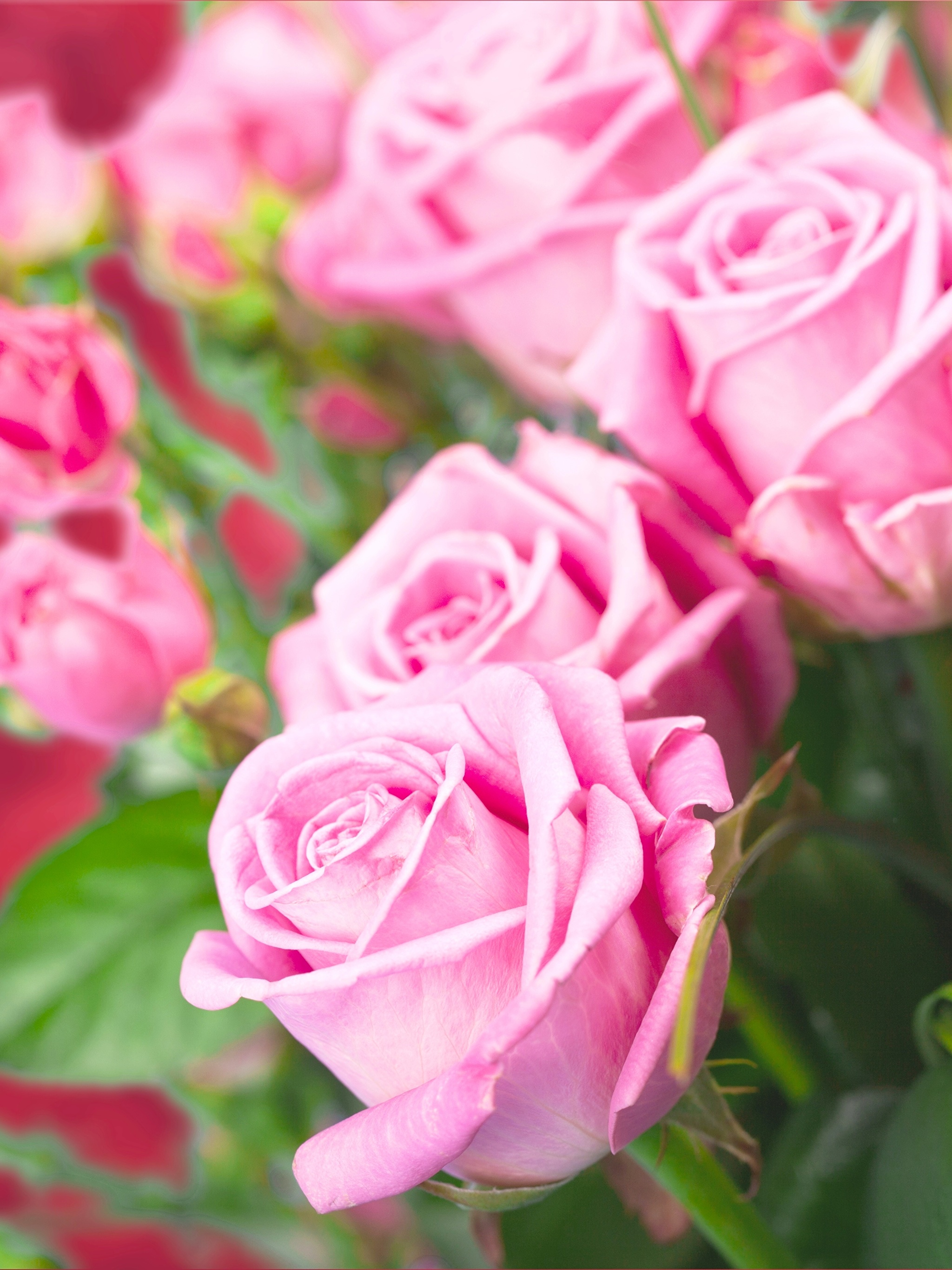 Бесплатные заставки розы на заставку телефона. Розы. Нежные розы. Розовые цветы. Шикарные розовые розы.