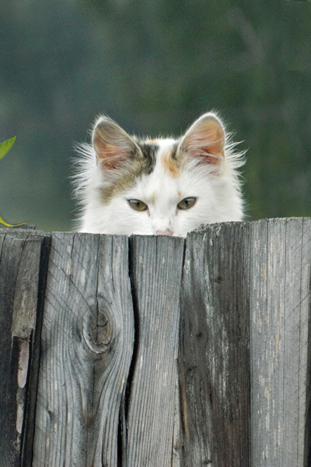 Country cats. Выглядывает из за забора. Кот на заборе. Котики выглядывают из за забора. Котенок выглядывает.
