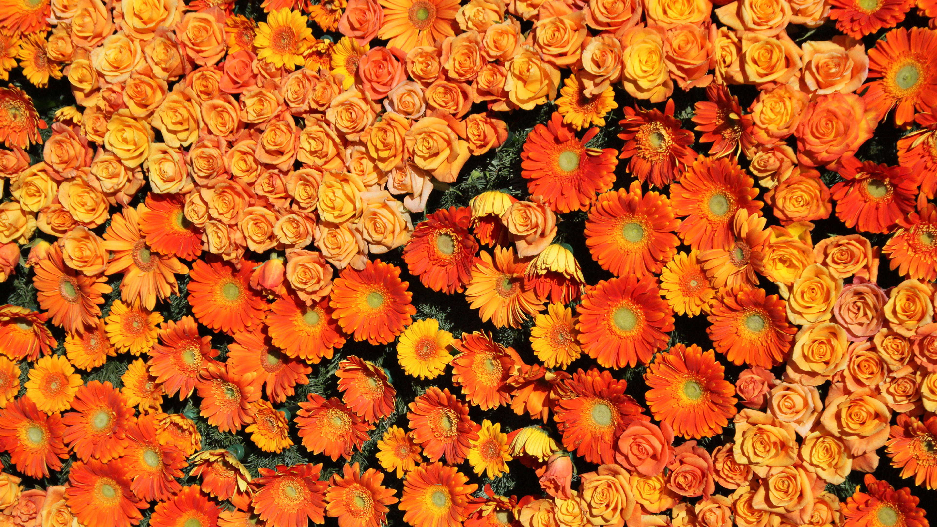 壁紙 3840x2160 バラ ガーベラ たくさん テクスチャー オレンジ色 花 ダウンロード 写真