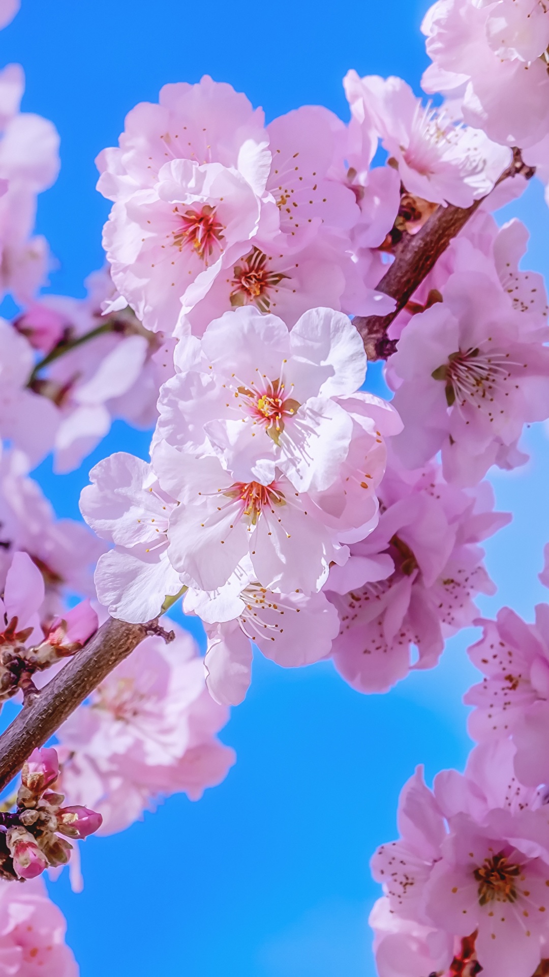97+ Cherry Blossom Wallpaper Hd Flowers | Beautiful Flower Server