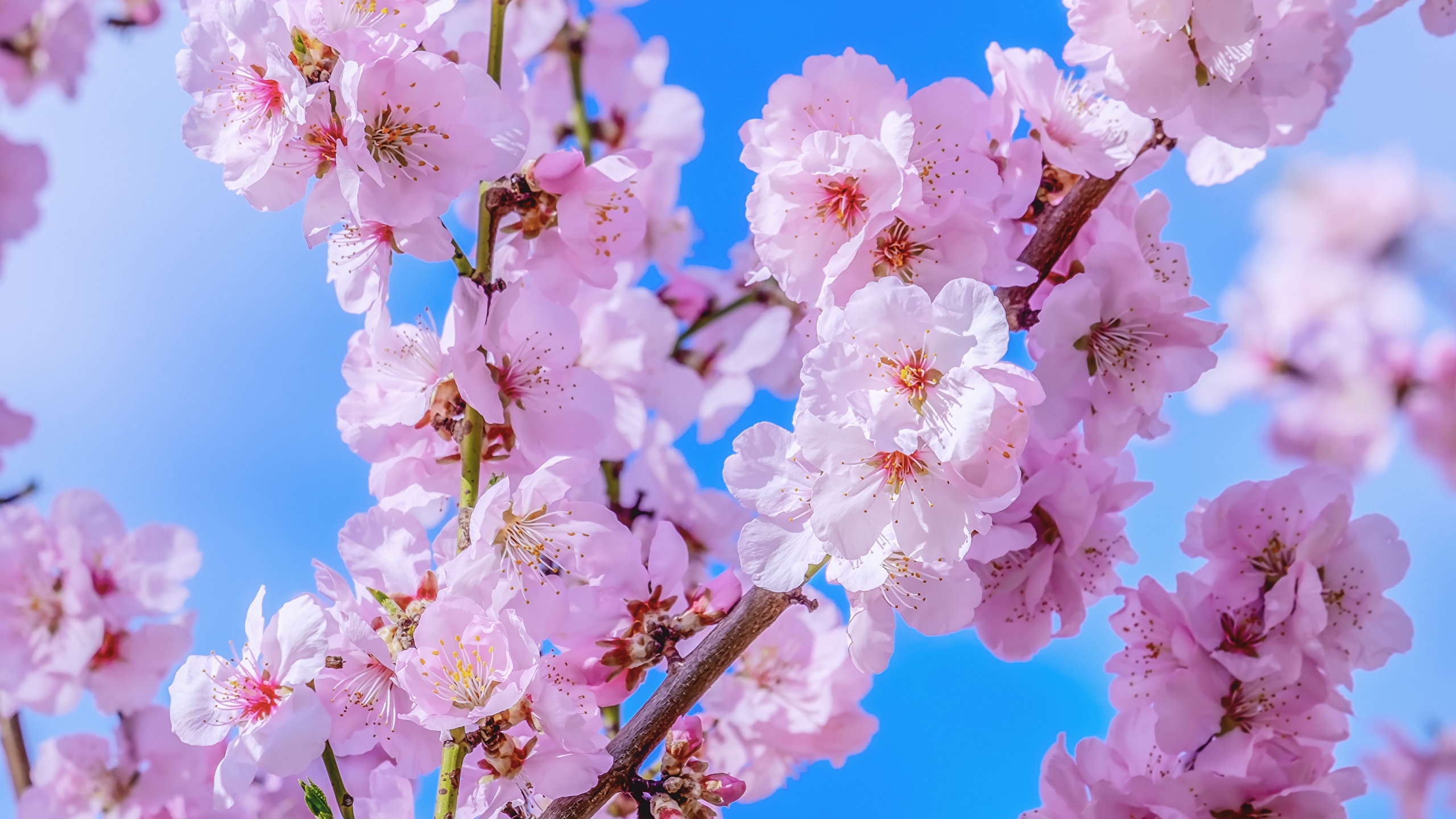 壁紙 2560x1440 花の咲く木 サクラ 枝 花 ダウンロード 写真