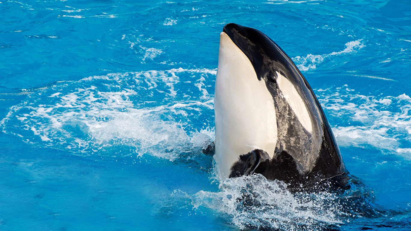 Photo Orca animal 1366x768