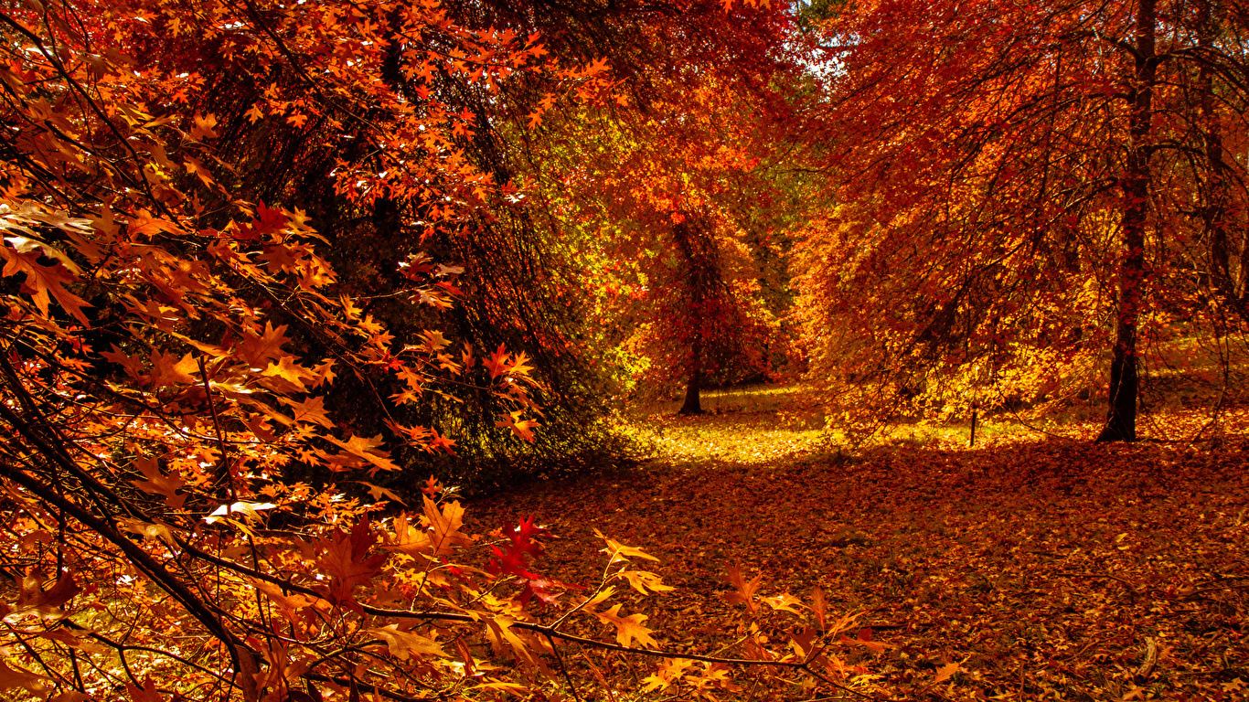 Download wallpaper How nature looks Autumn in Kirchzarten Germany 1366x768