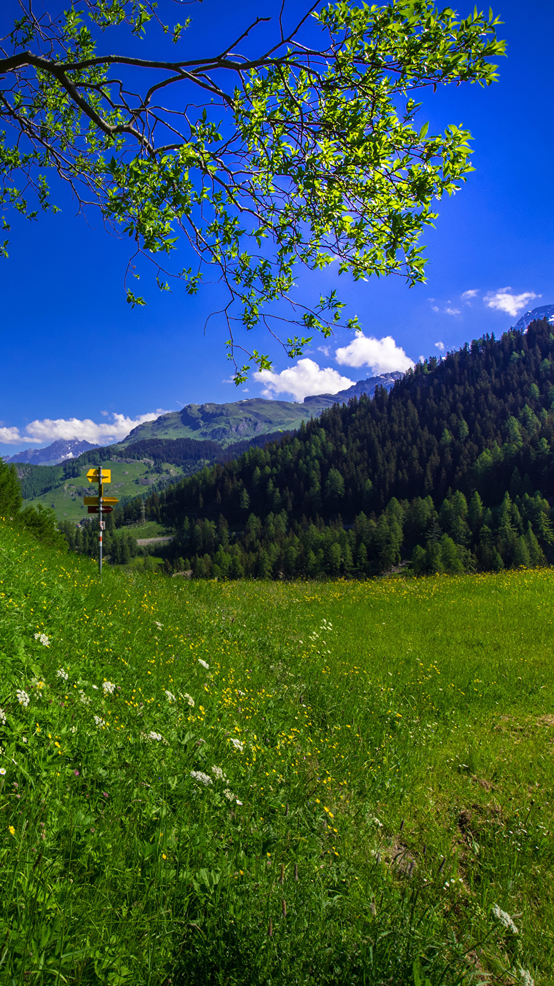 壁紙 1080x19 スイス 草原 Marmorera Graubuenden アルプス山脈 草 自然 ダウンロード 写真