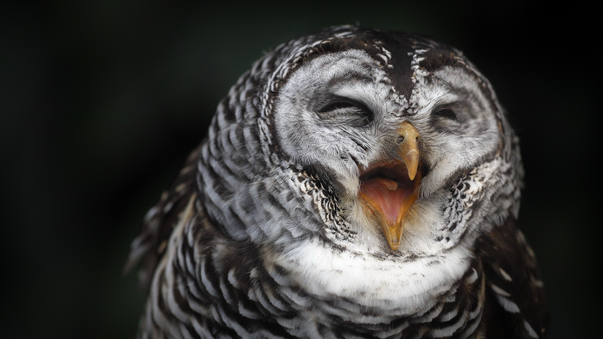 Прикольные и смешные 55 фото птиц - OMORO | Птицы, Смешно, Смешные птицы