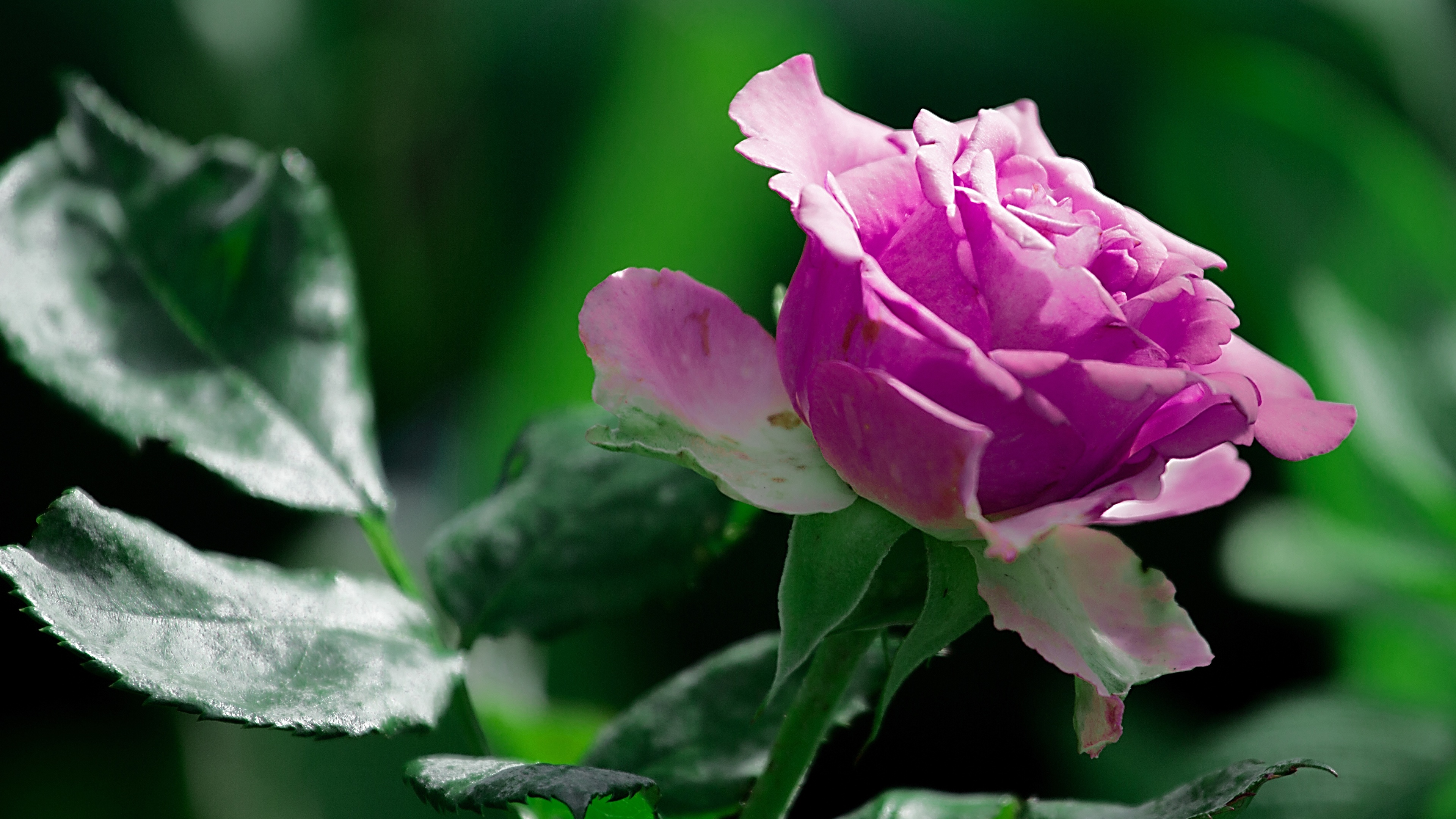 Photo Roses Violet flower Closeup 3840x2160