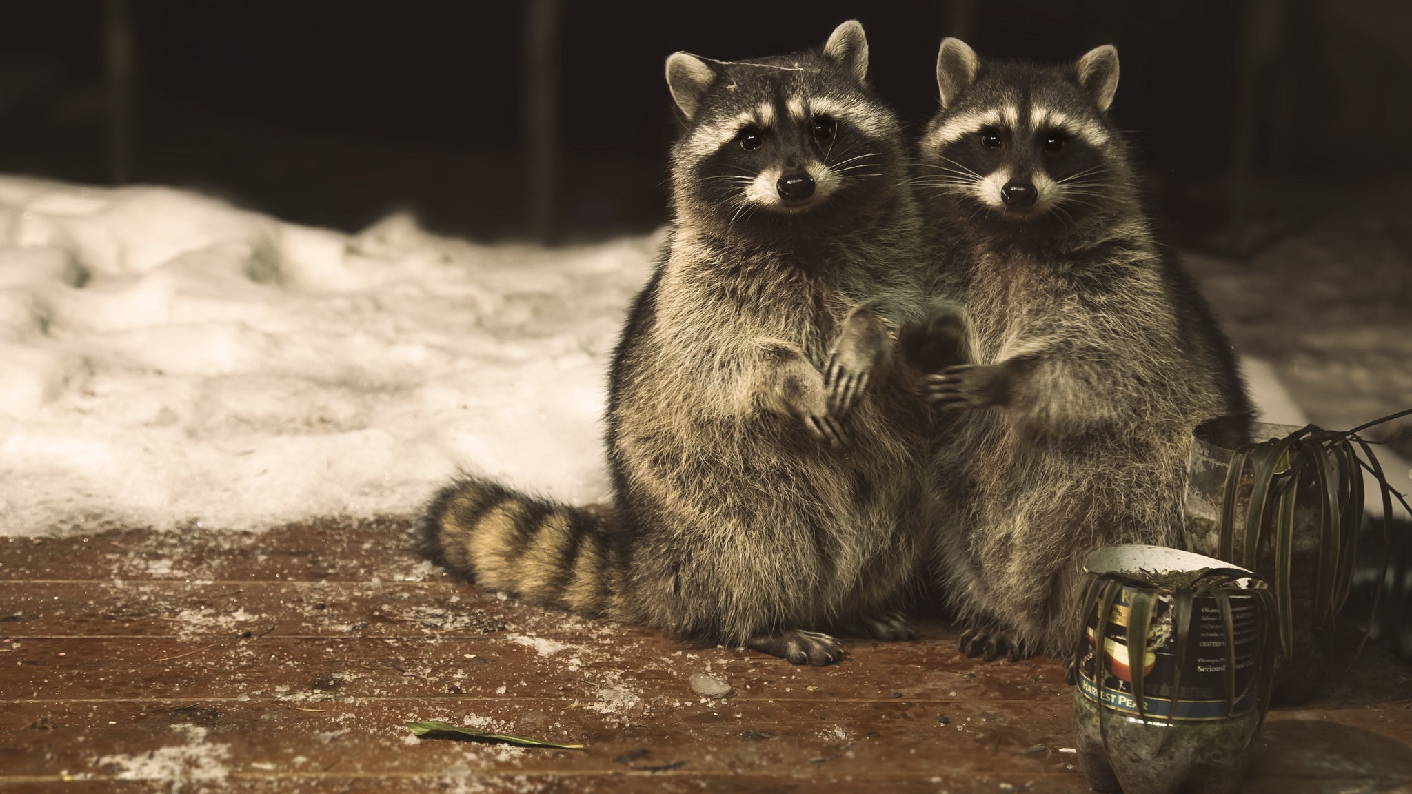 RÃ©sultat de recherche d'images pour "raccoon cute"