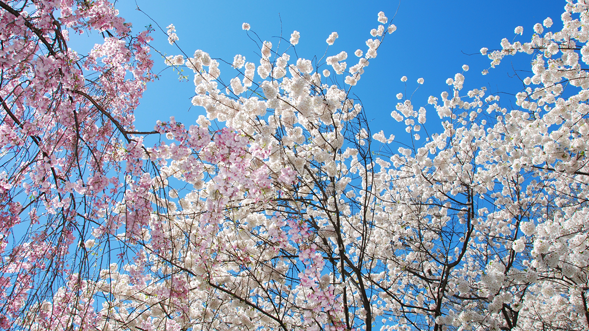 壁紙 19x1080 春 花の咲く木 枝 自然 ダウンロード 写真