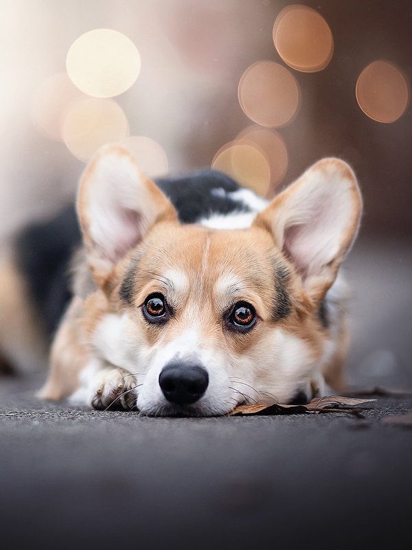 100+] Cute Corgi Wallpapers | Wallpapers.com