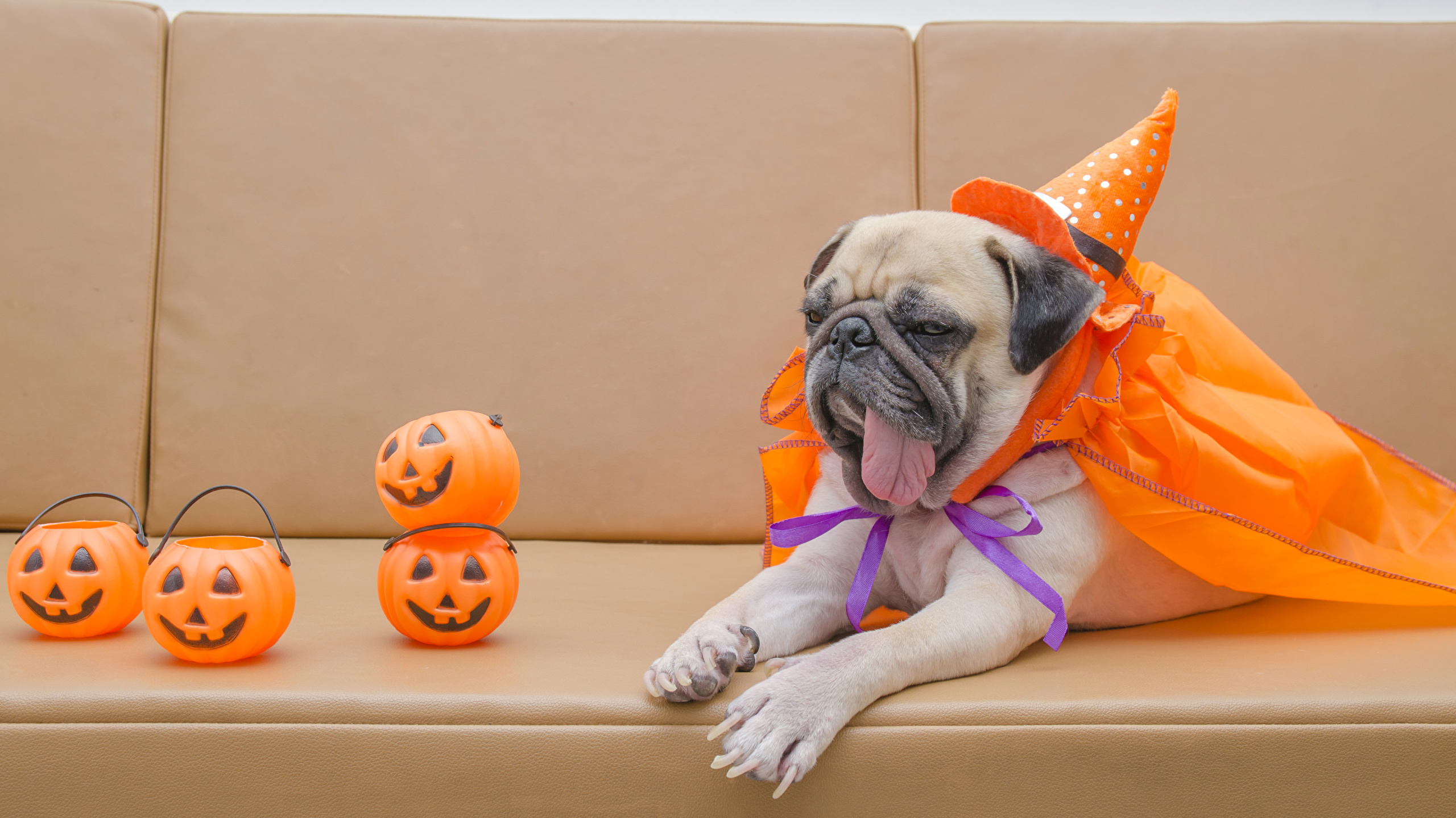 Halloween Dog Fabric Wallpaper and Home Decor  Spoonflower