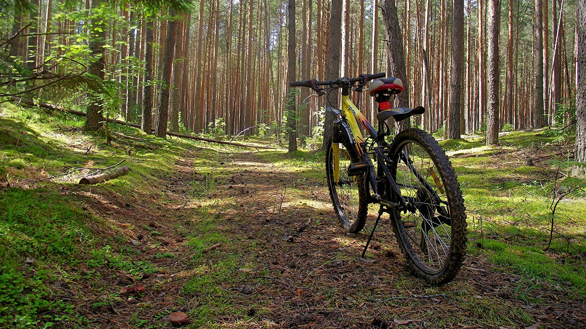 壁紙 19x1080 森林 自転車 自然 ダウンロード 写真