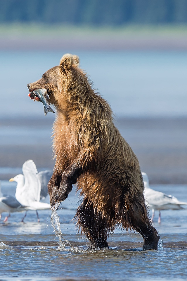 Desktop Wallpapers Grizzly Fish Gull Bears hunt Wet animal 640x960