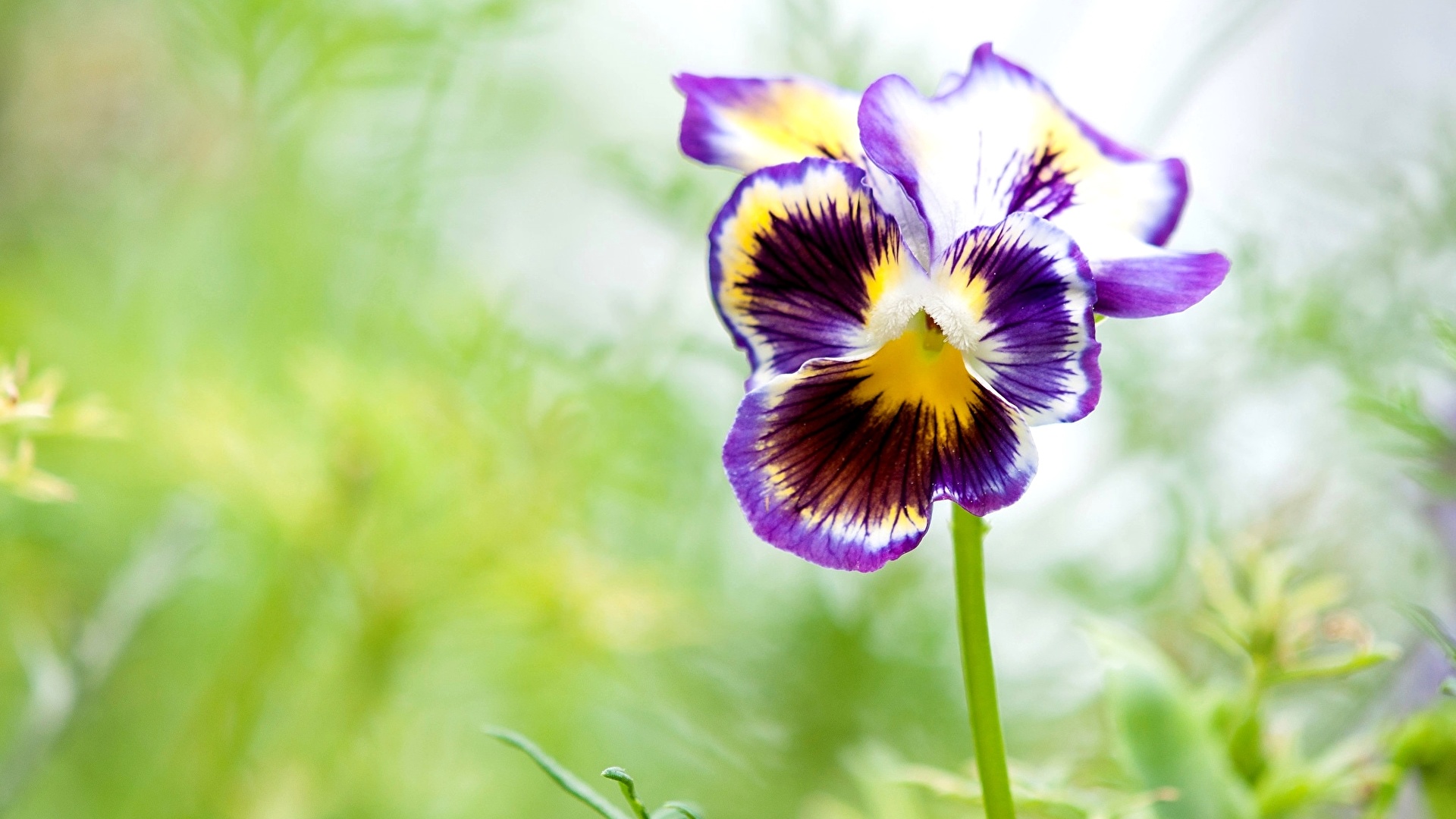 Fonds Décran Nature Fonds Décran Fleurs Pensée Sauvage