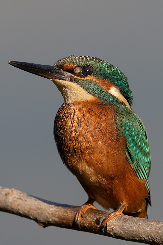 壁紙 640x960 カワセミ 鳥類 枝 動物 ダウンロード 写真