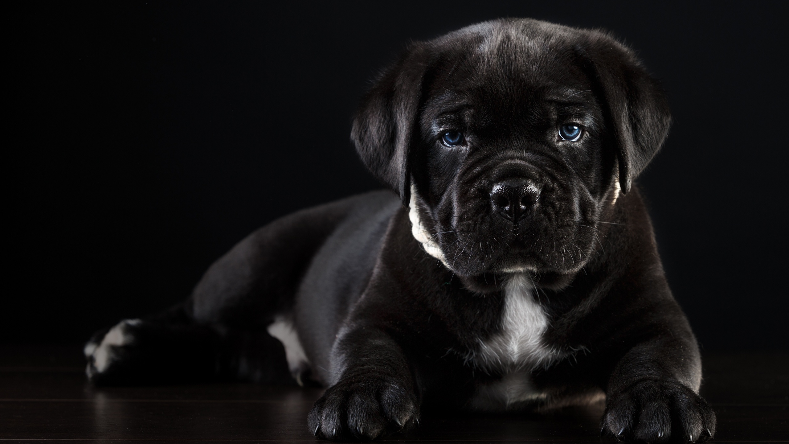 Photos Cane Corso Dogs Black animal Black background 2560x1440
