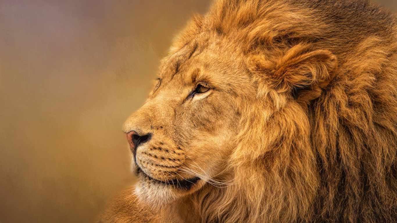 Desktop Wallpapers lion Snout Animals 1366x768