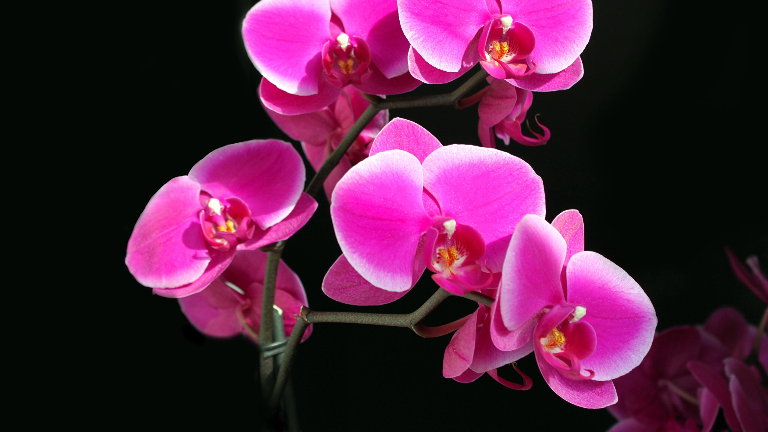 Картинки красивые орхидеи (45 фото)