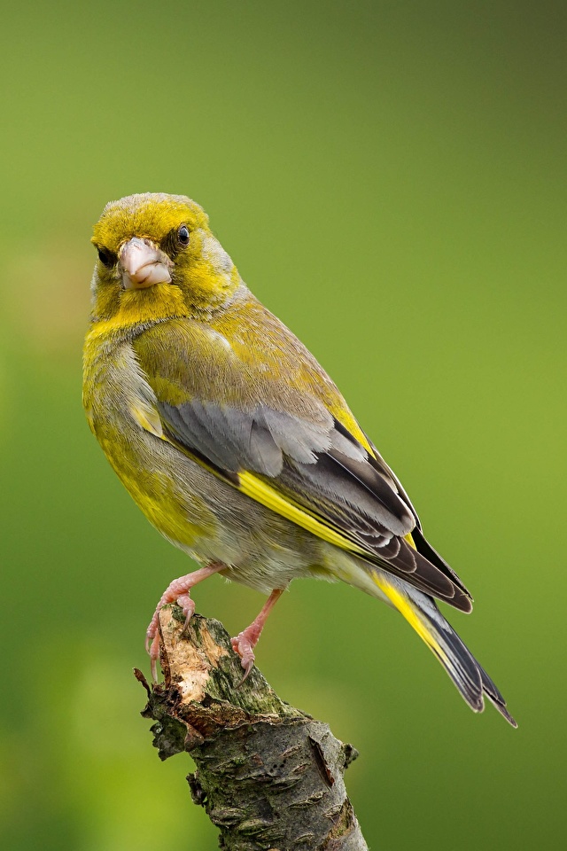 Fondos de Pantalla 640x960 Aves greenfinch Bokeh Animalia descargar ...