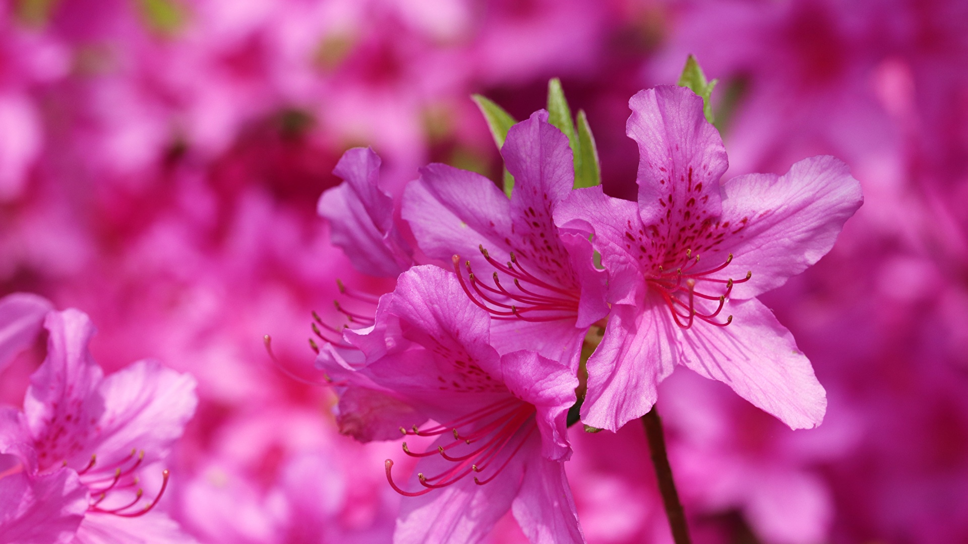 Photo Rhododendron (Azalea) Pink color flower Closeup 1920x1080