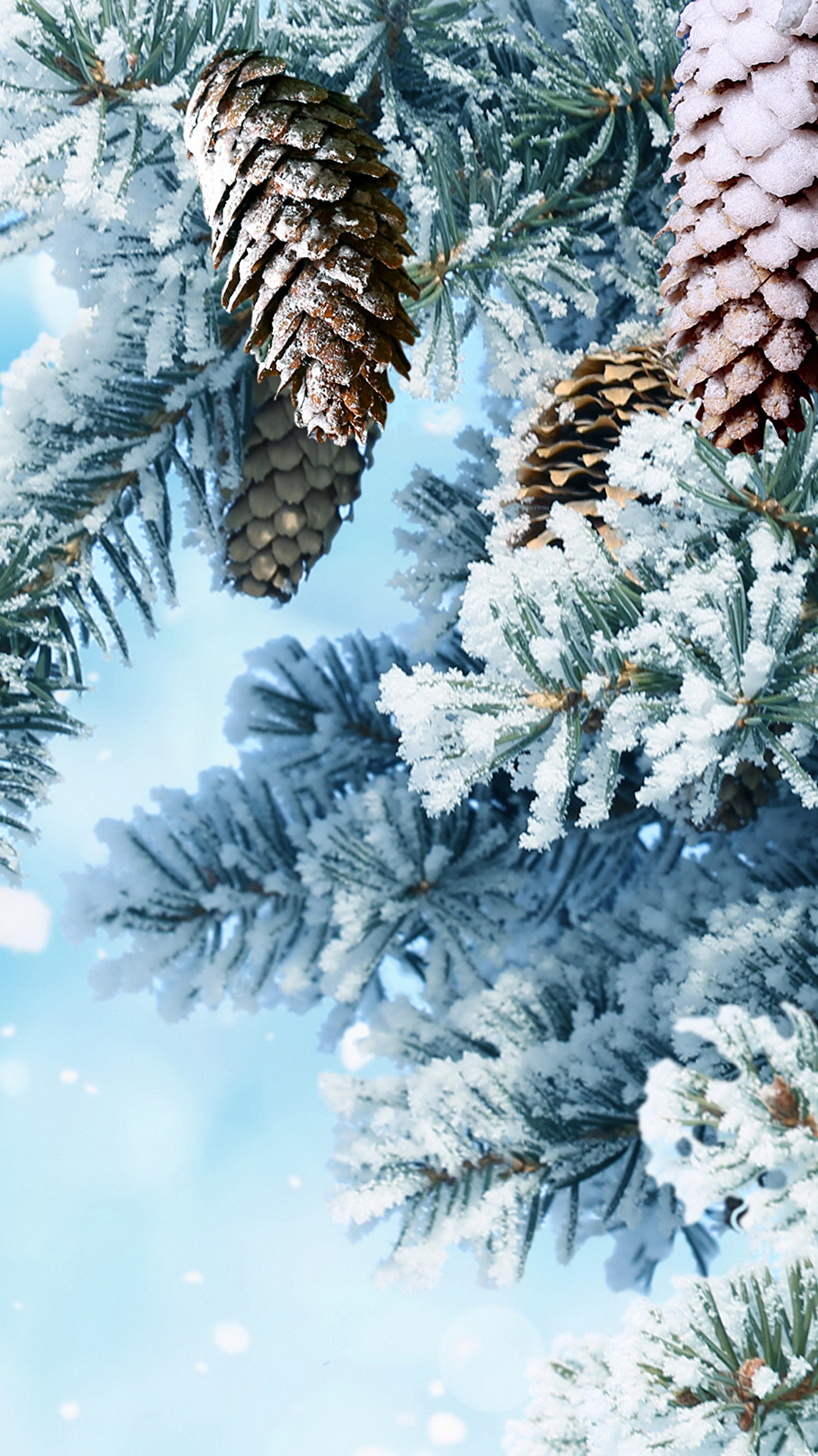 Desktop Hintergrundbilder Natur Winter Schnee Ast Zapfen 1080x19
