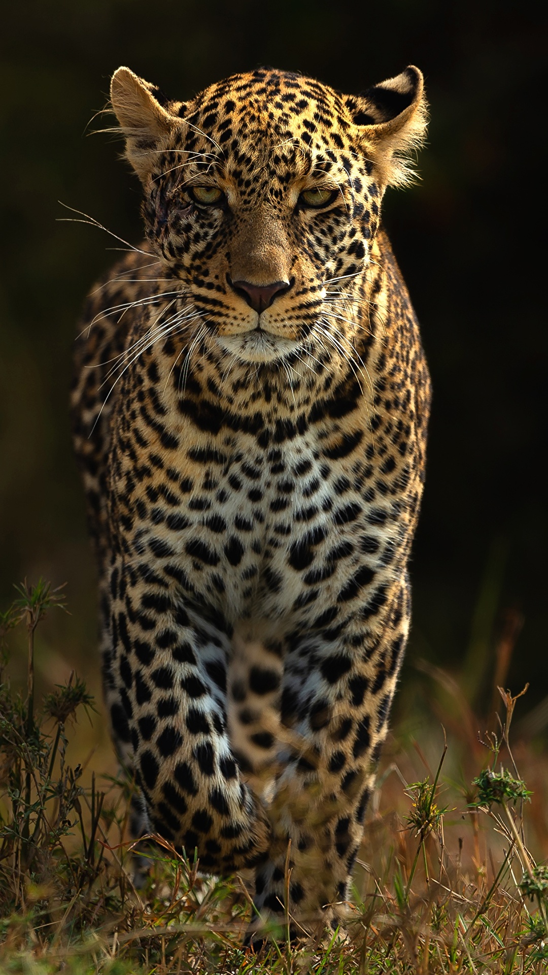 Fondos de Pantalla 1080x1920 Leopardo Bokeh Animalia descargar imagenes