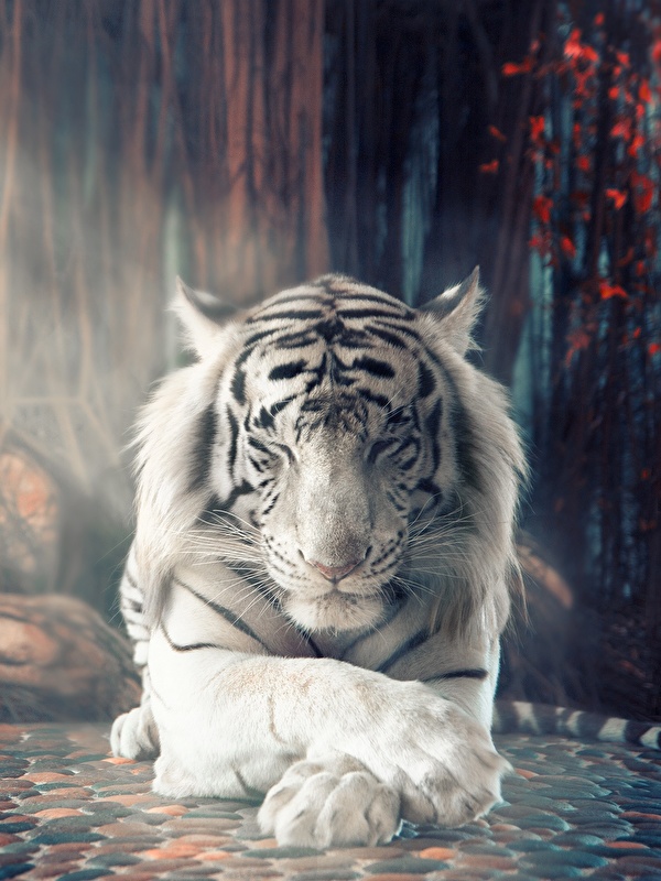Desktop Hintergrundbilder Tiger Weiss Pfote Ein Tier 600x800