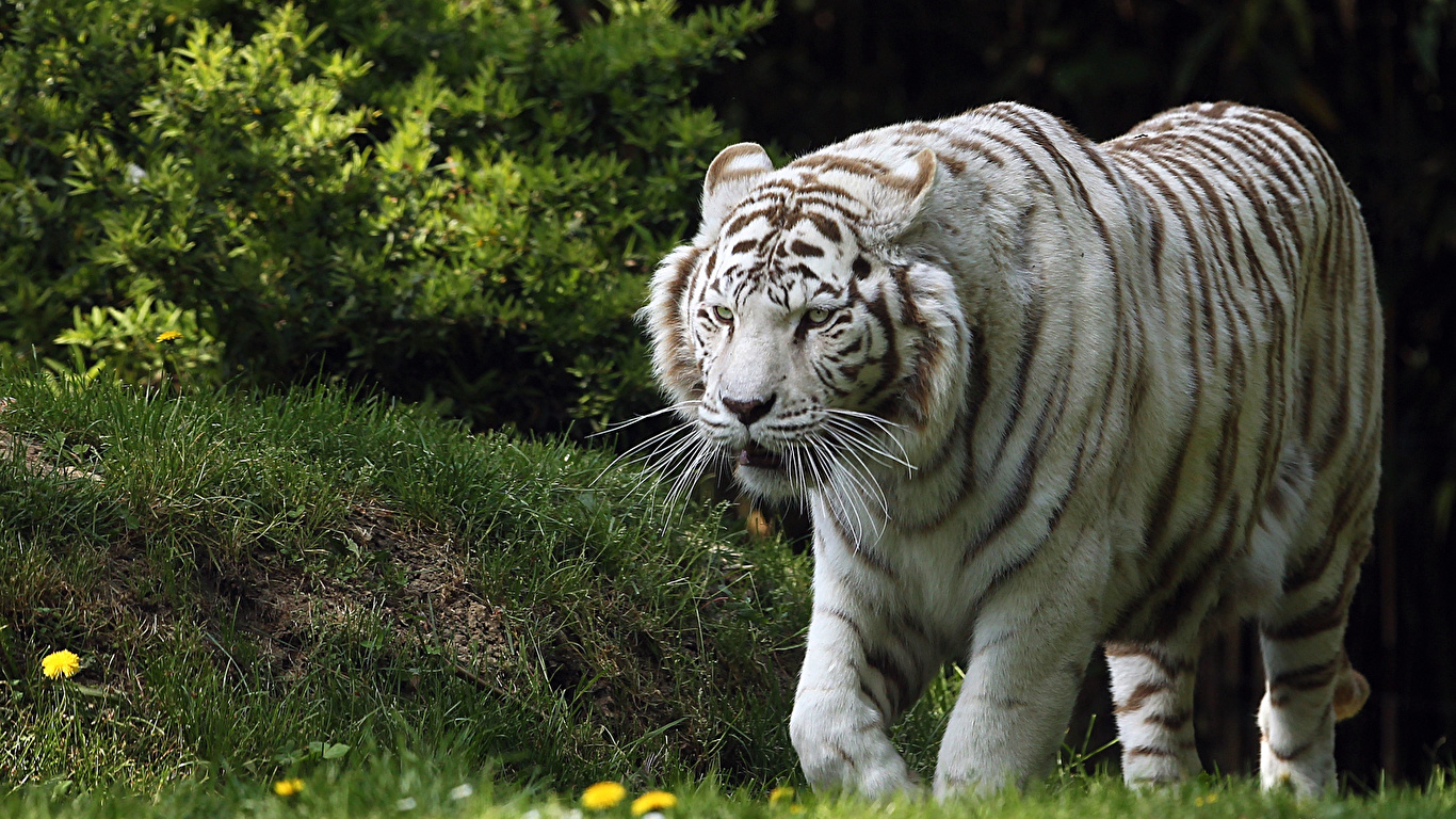 Desktop Wallpapers tiger Big cats White Animals 1366x768