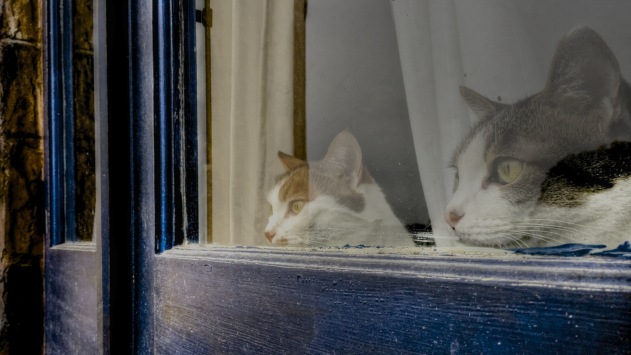 There is a cat in the window. Кот на окне. Кот за окном. Котик на подоконнике. Кошка из окошка.