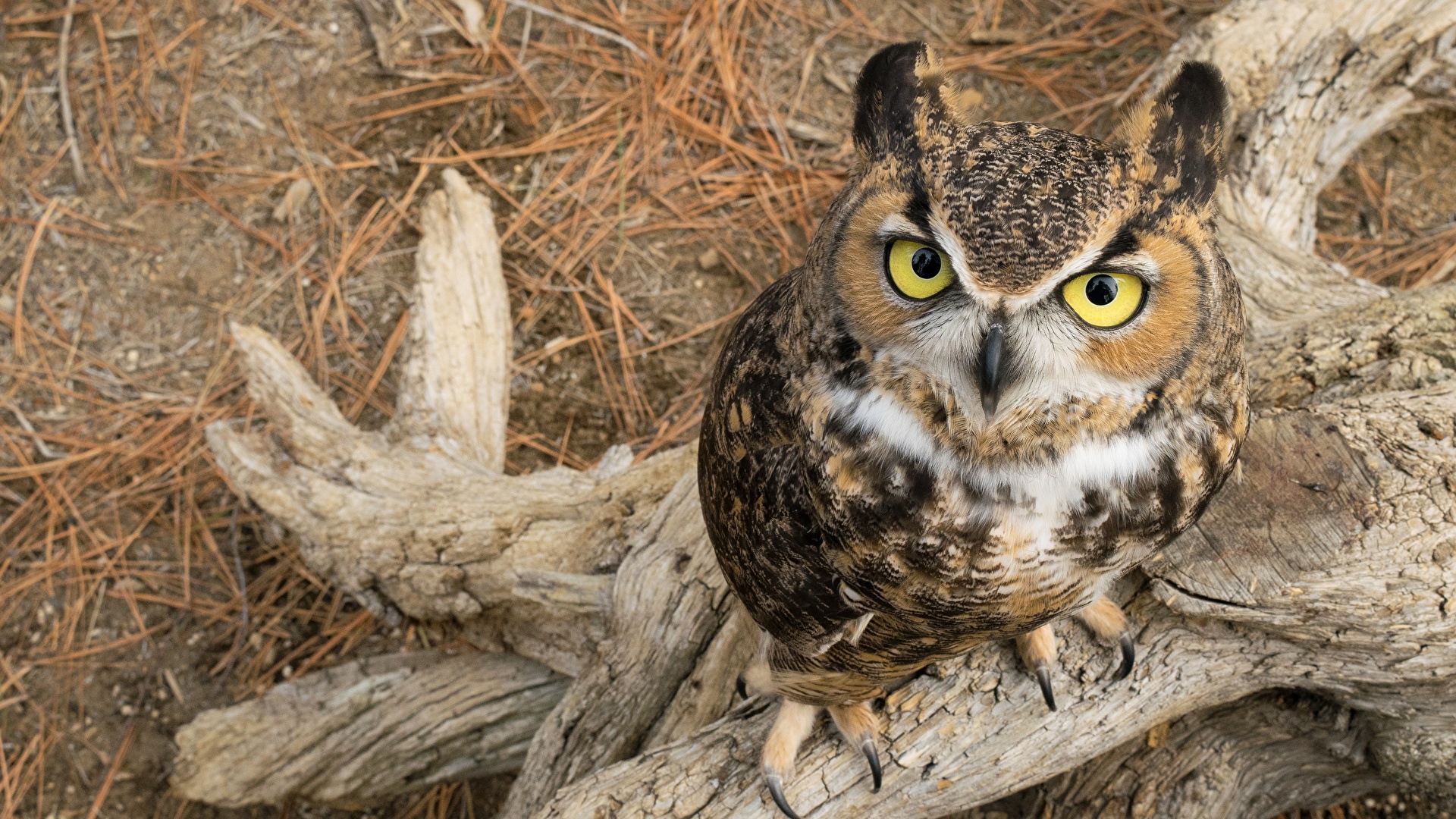 壁紙 19x1080 フクロウ ワシミミズク Great Horned Owl 凝視 動物 ダウンロード 写真