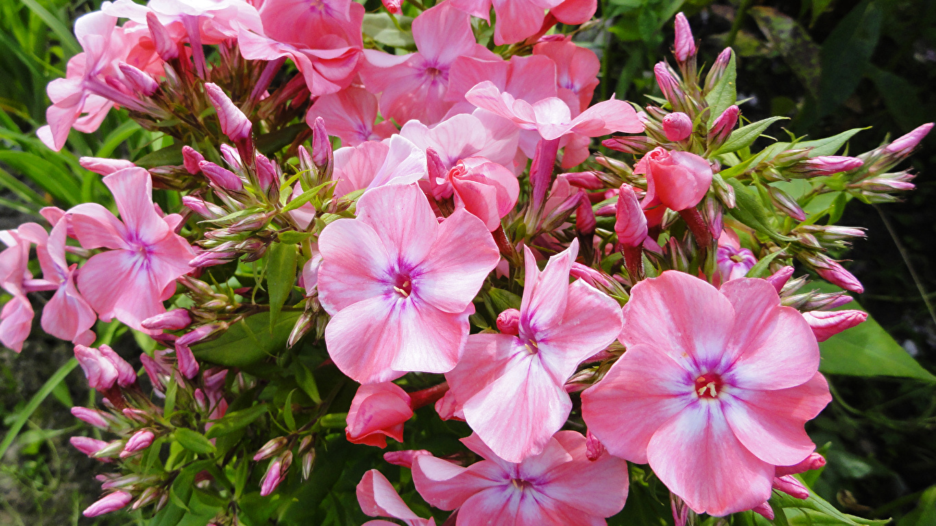 Photos Pink color Phlox flower Closeup 1366x768