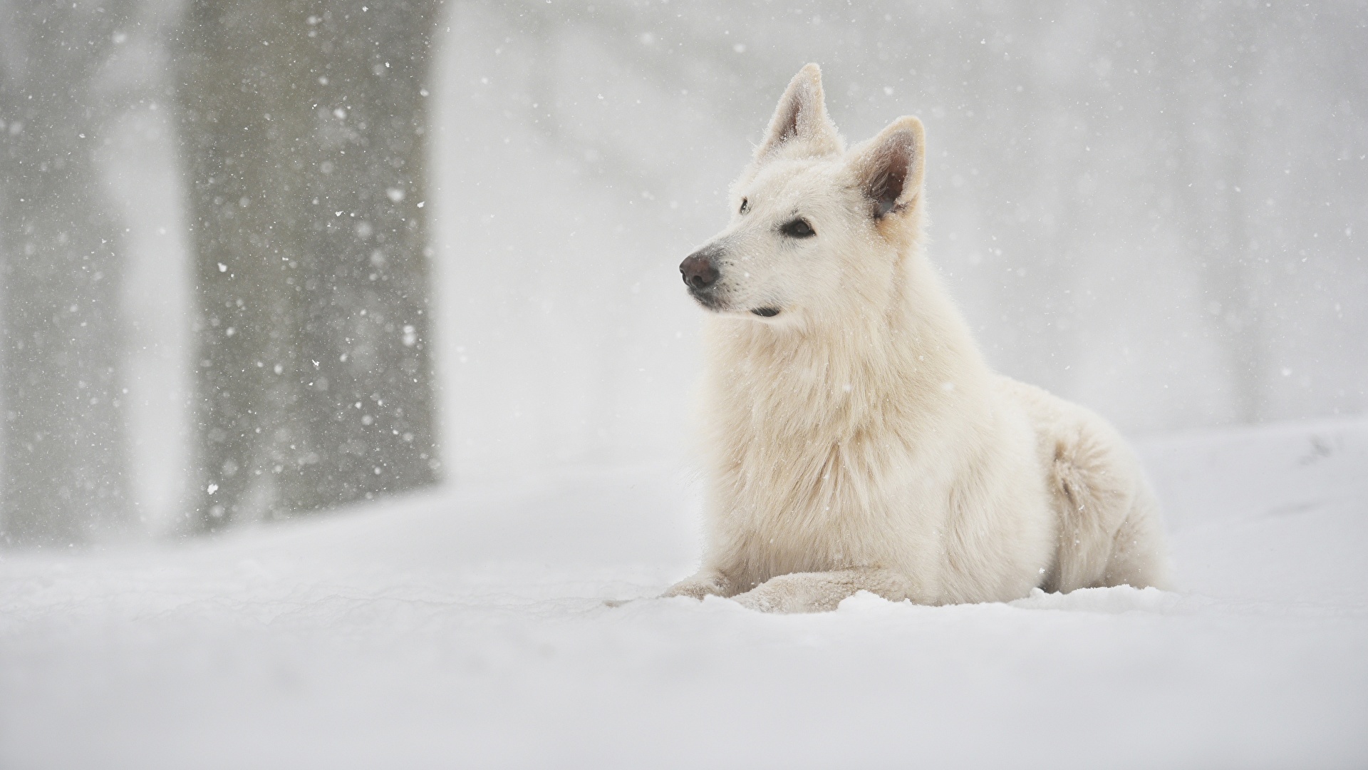 壁紙 19x1080 イヌ Berger Blanc Suisse 白 シェパード犬 雪 動物 ダウンロード 写真