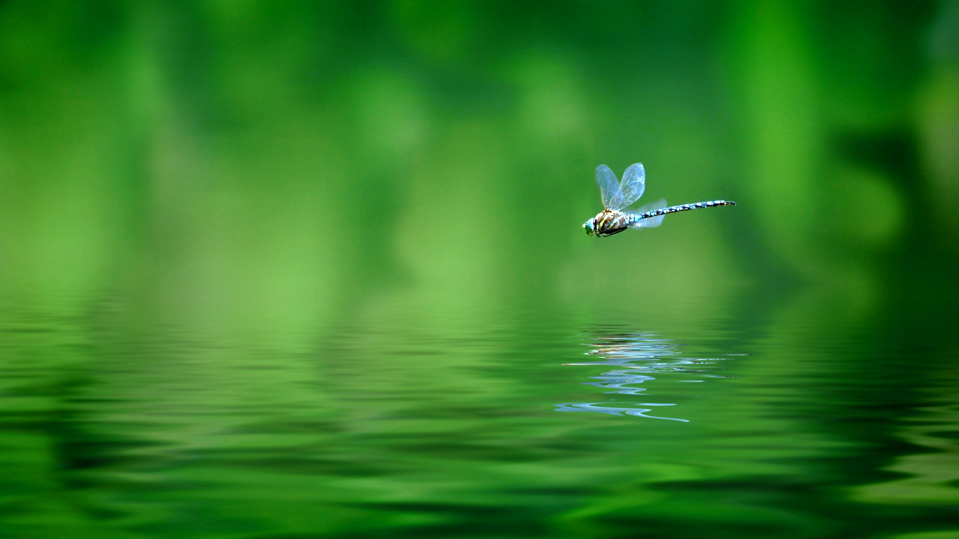 Images Dragonfly Green Water Flight Animal 19x1080