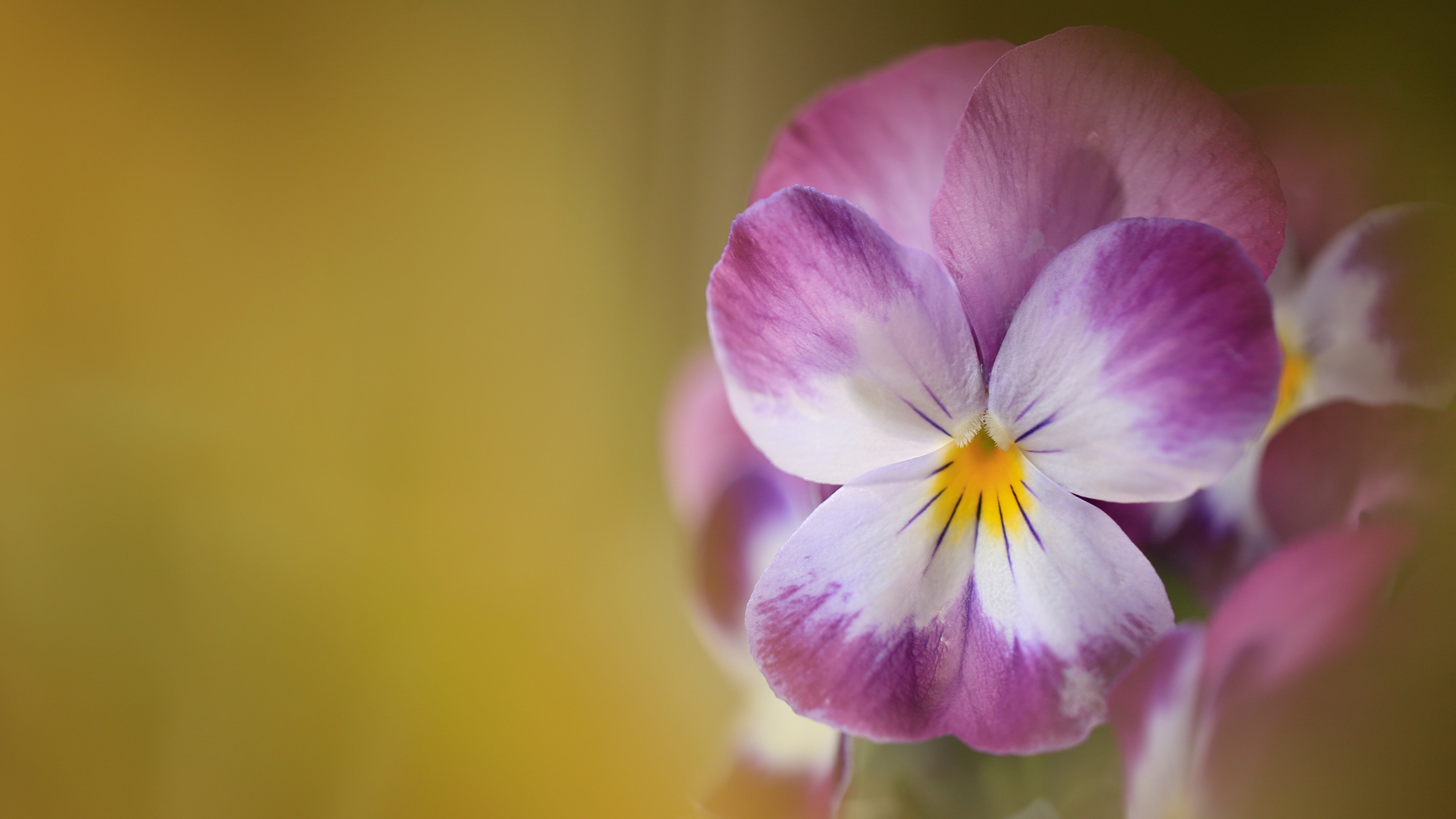 Fondos de Pantalla 3840x2160 De cerca Pensamientos Flores descargar imagenes