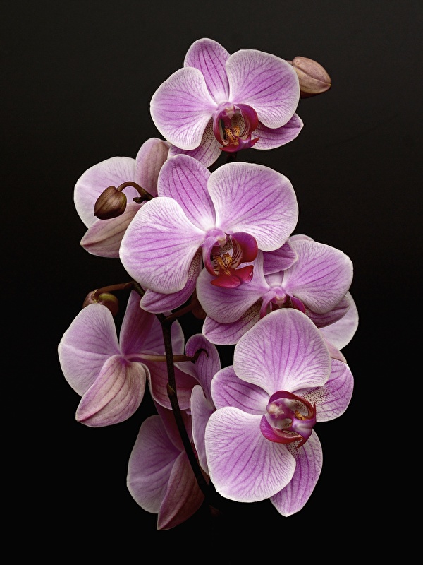 Fondos de Pantalla 600x800 Orchidaceae Rosa color Fondo negro Flores  descargar imagenes